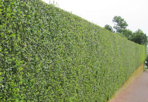 Hedge Cutting NW5